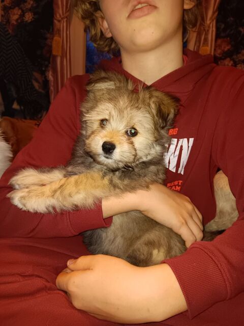 Chiot type bichon havanais disponible 750 71500 Louhans