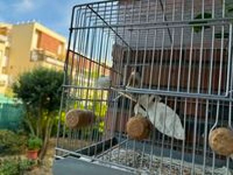   couple ,de canaris  