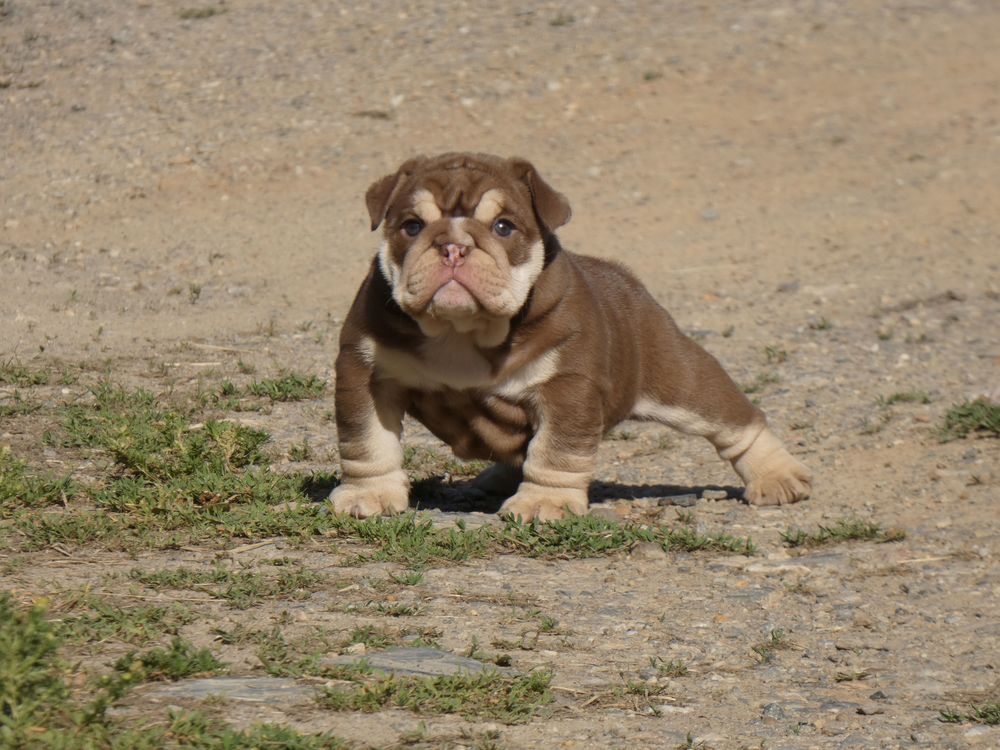   Chiot bulldog anglais exotique 