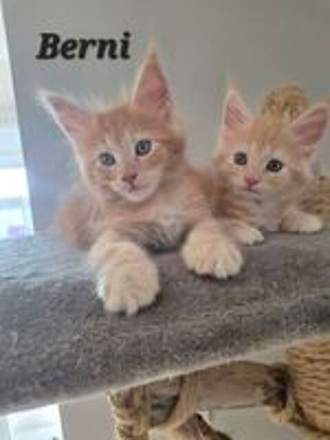   Chatons Maine Coon LOOF  
