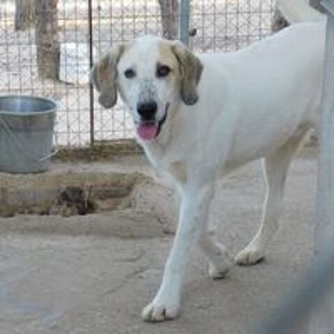   Magnifique mastin espagnol à adopter 