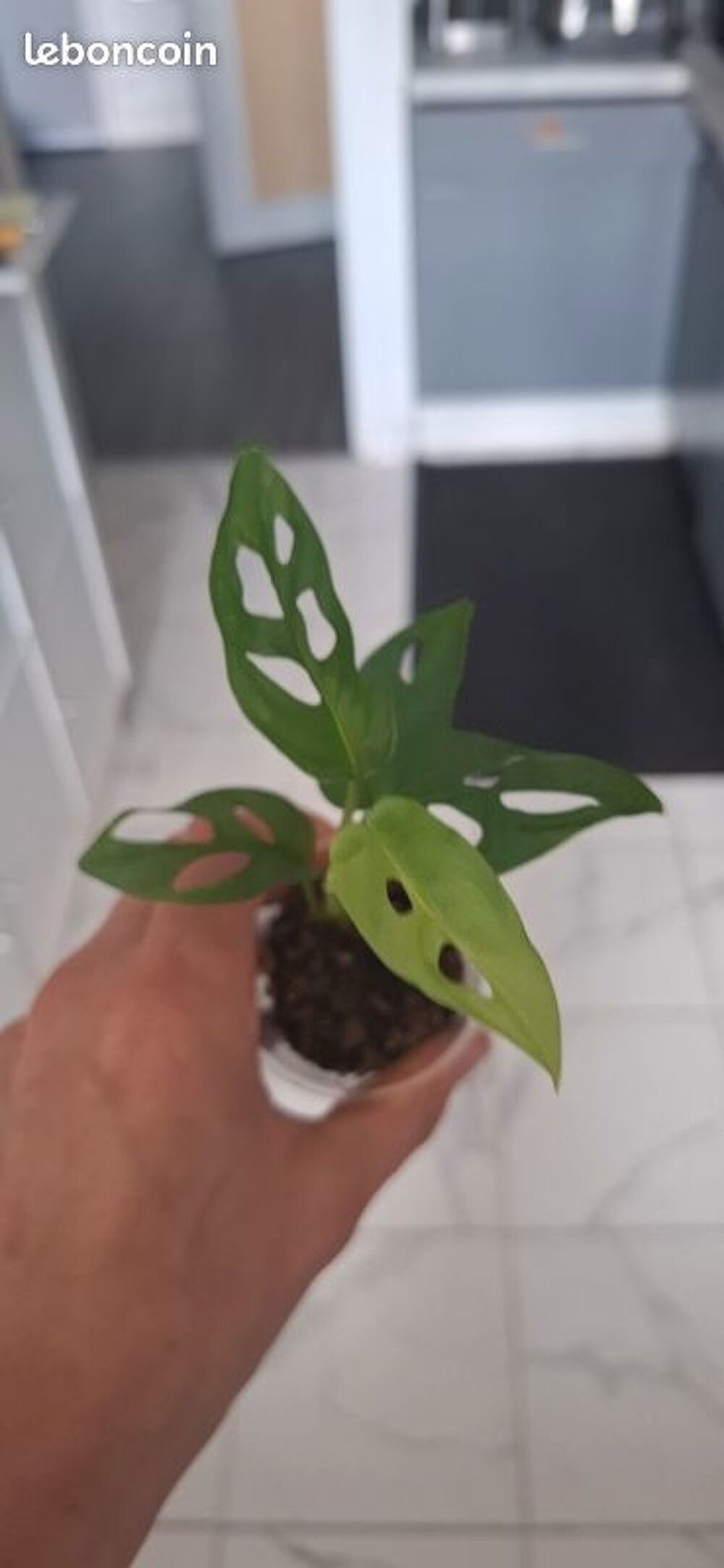 Monstera adansonii bouture 27 Décoration