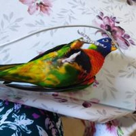  PERROQUET LORIQUET FEMELLE  EAM 