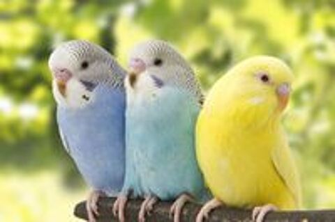   Recherche don d'oiseaux  