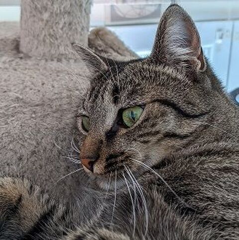 CARDAMONE FEMELLE TIGREE 4 ANS 195 92260 Fontenay-aux-roses