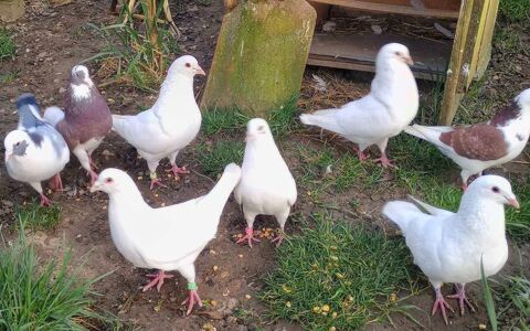Pigeons de chair mâles reproducteurs 15 59226 Lecelles