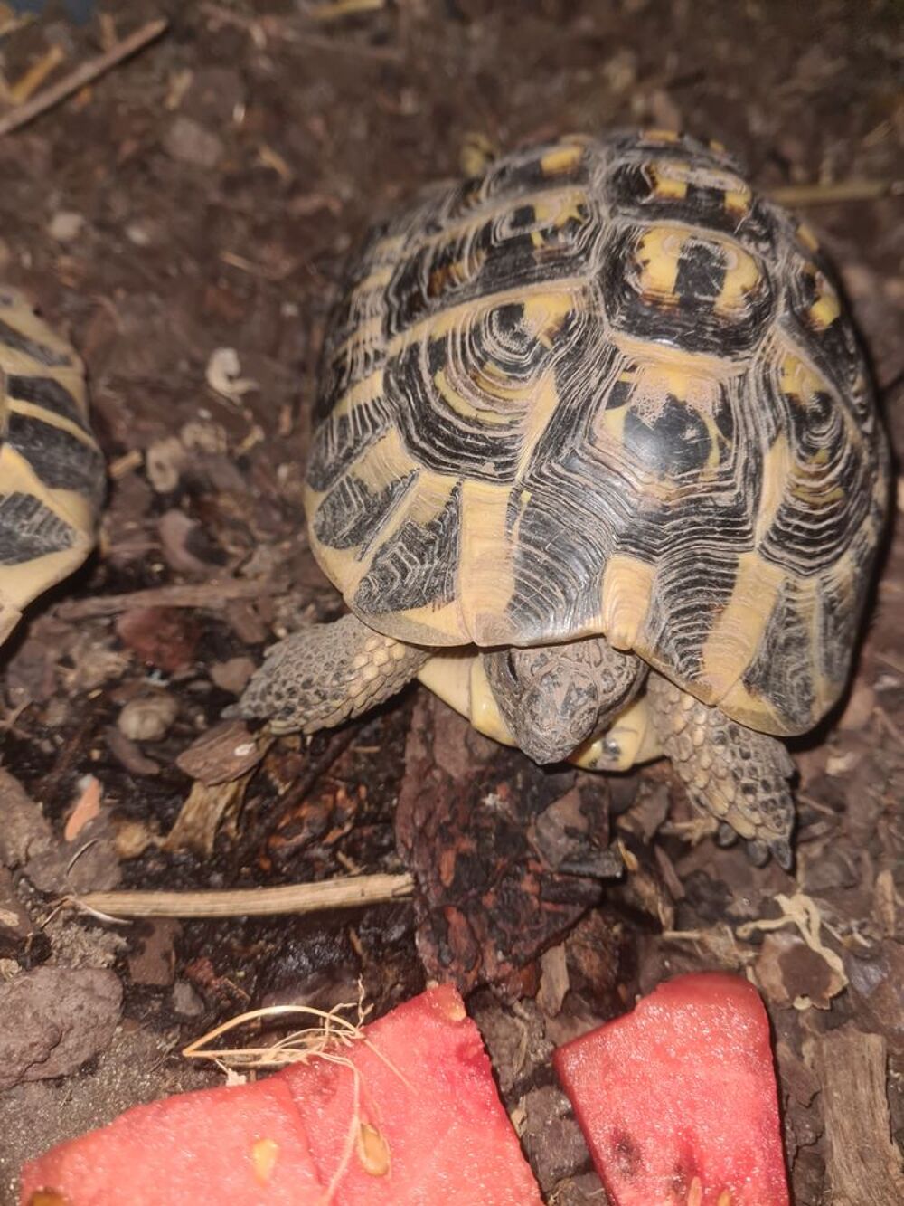   Tortue mâle terrestre  