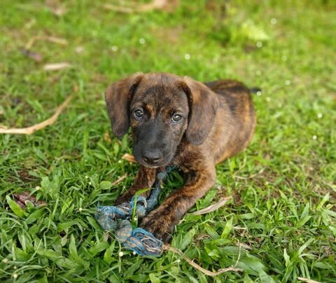 Awa, mâle croisé, né le 20/04/2025 &#128054; 300 93000 Bobigny