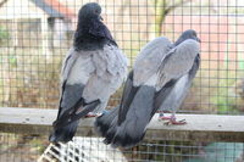   Pensez � installer vos nouveaux couples de pigeons pour 2026 
