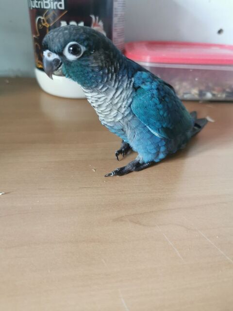 Jeunes Conures 2025 160 78000 Versailles