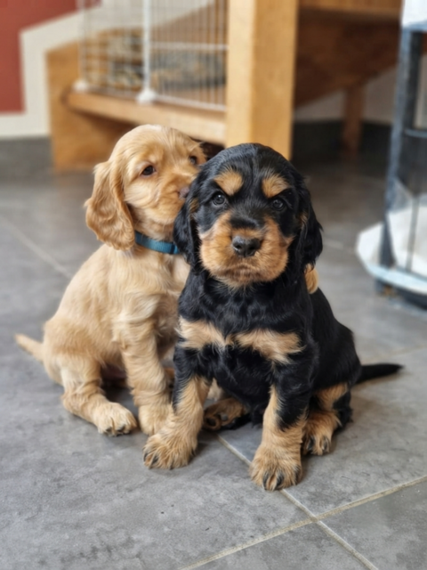 Adorable chiot COCKER SPANIEL &agrave; r&eacute;server 1800 62138 Douvrin
