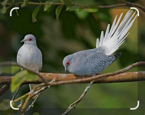 Colombes diamants  28 77400 Saint-thibault-des-vignes