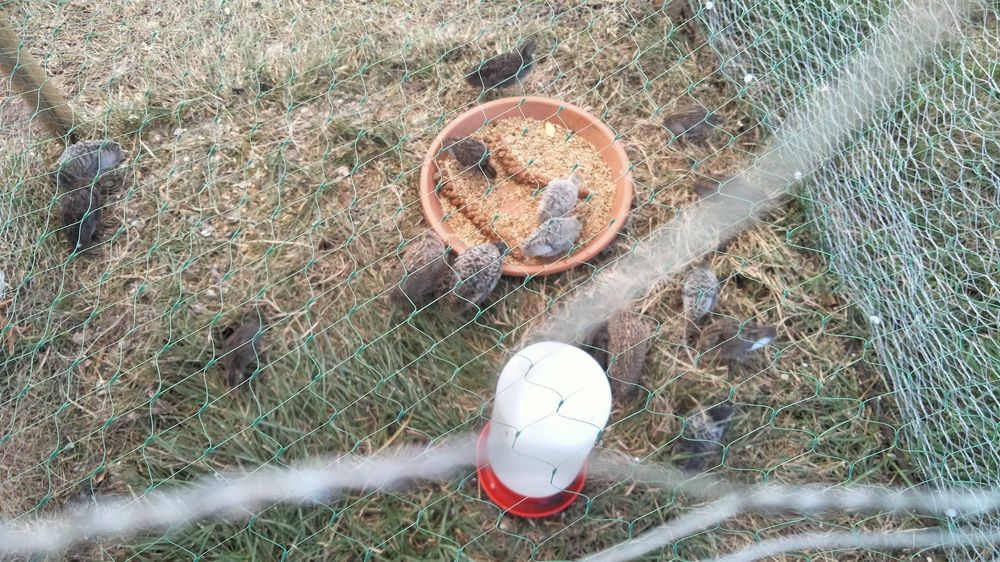 Jeune Caille de Chine Sports
