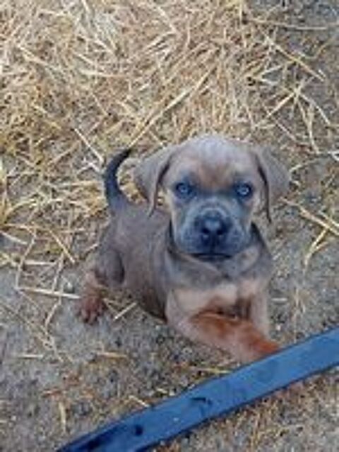    9 bébés cane corso il y a 5 males et 4 femelles 