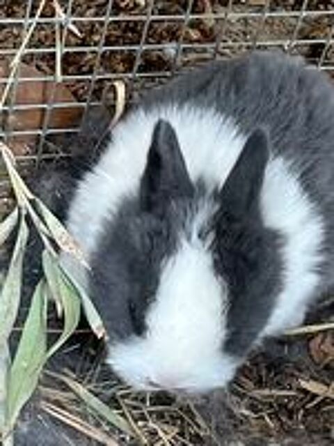   LAPINS NAINS 