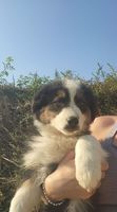   Chiot berger australien  