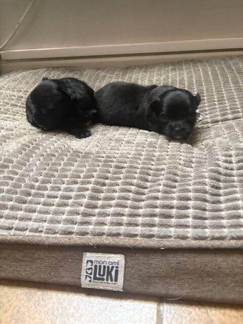 Chiot chihuahua 650 12500 Espalion
