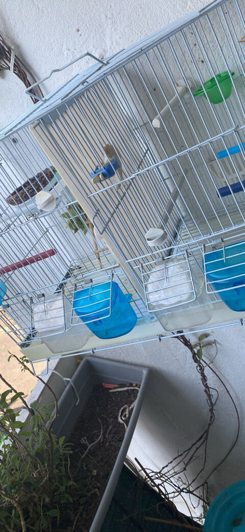 cages oiseaux 60 Avignon (84)