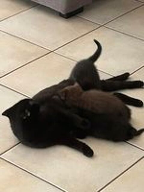   Cherche famille pour petite schottish fold au yeux bleus 
