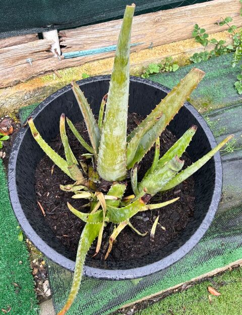 Aloe vera 5 Lunel (34)