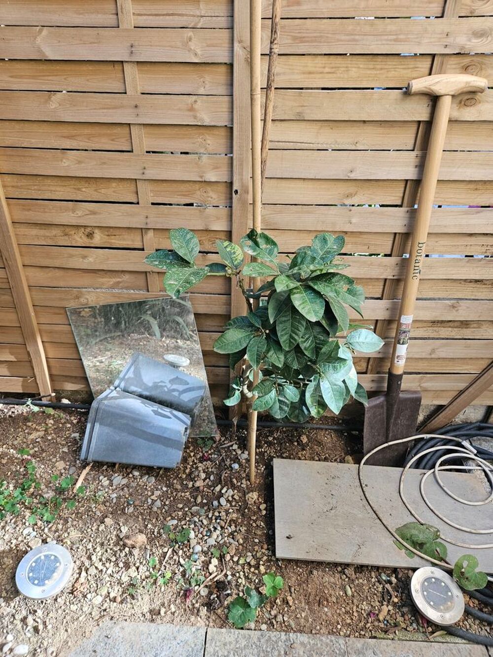 PAMPLEMOUSSIER Jardin