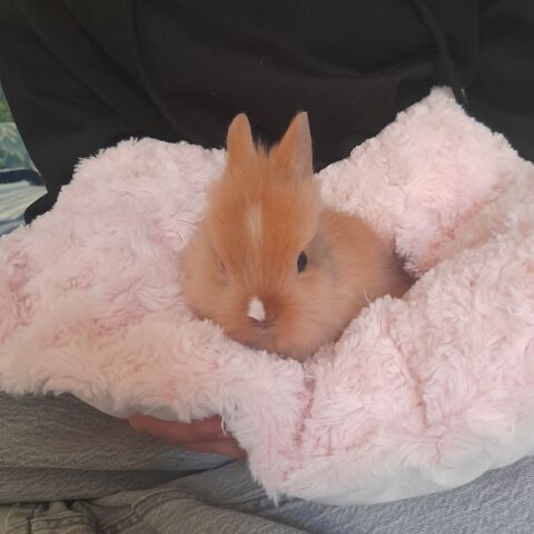 Lapin t&ecirc;te de lion 30 83830 Callas