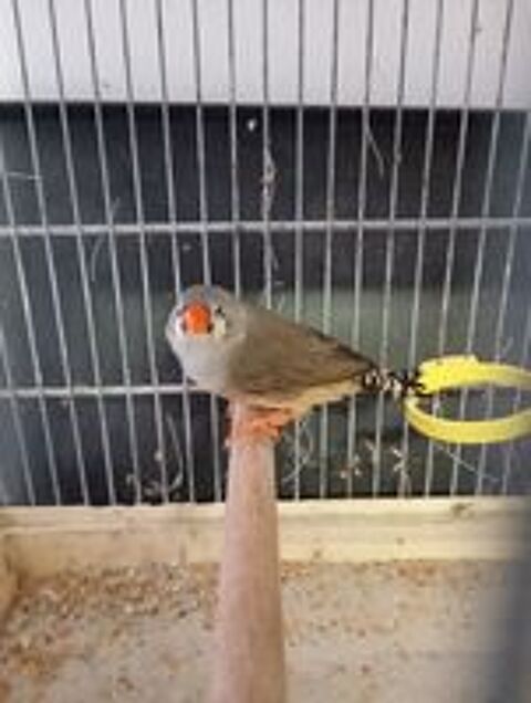   Oiseaux mandarins 