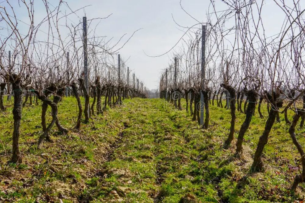 Vente Terrain terrain agricole vignes Beautiran