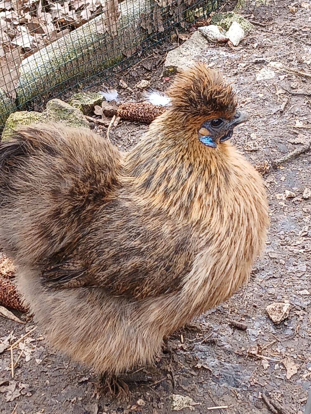   Poules de soies couleur perdrix  