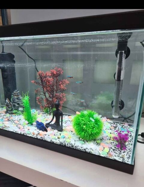 Aquarium 100 17138 Saint-xandre