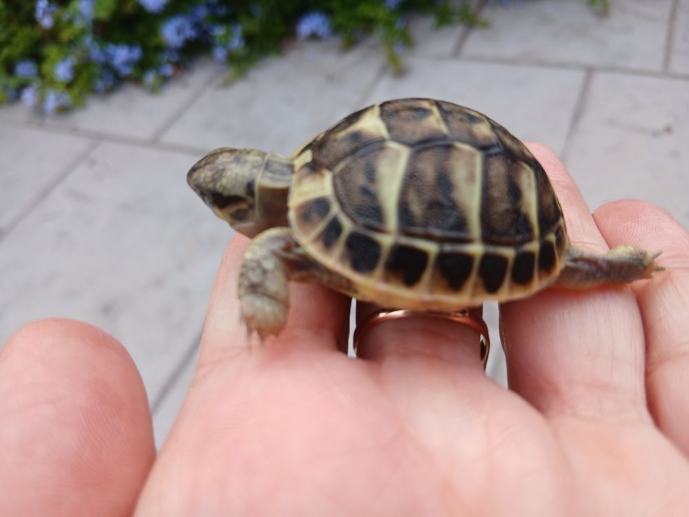   Tortues 