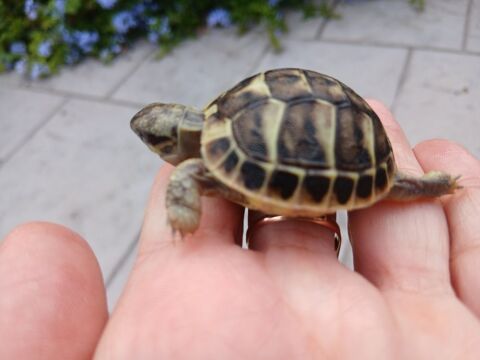 Tortues 30 66600 Rivesaltes
