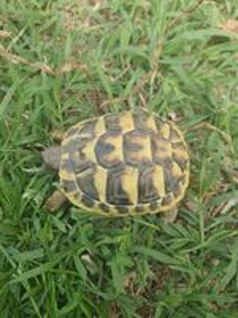   Tortue 2 ans 
