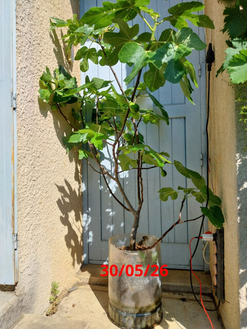 Figuier + Murier Montpellier (34)