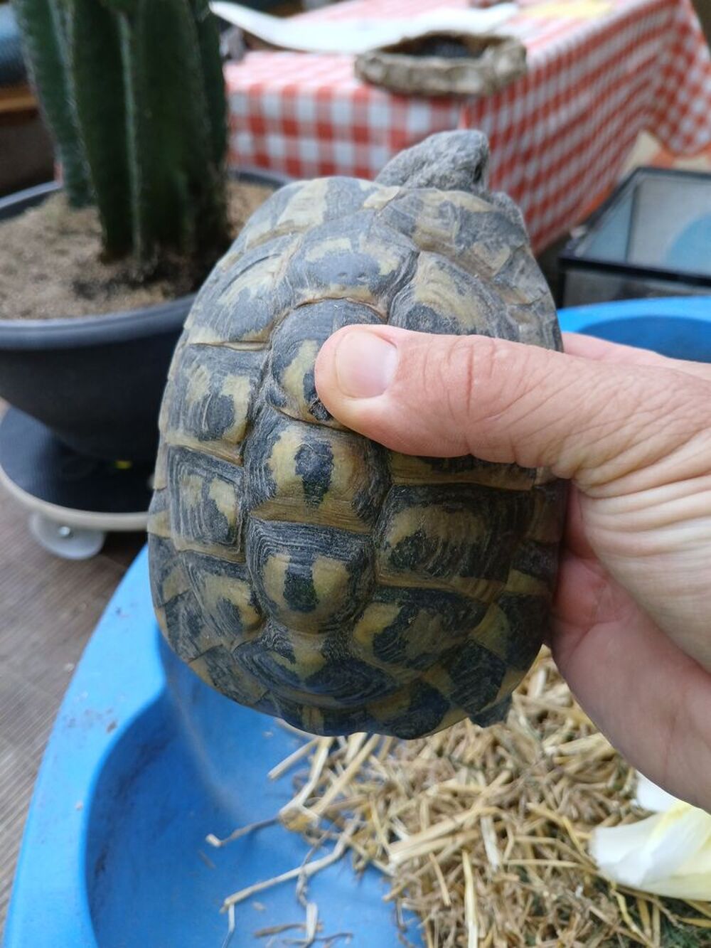   Belle tortue mâle de jardin de 17 ans  