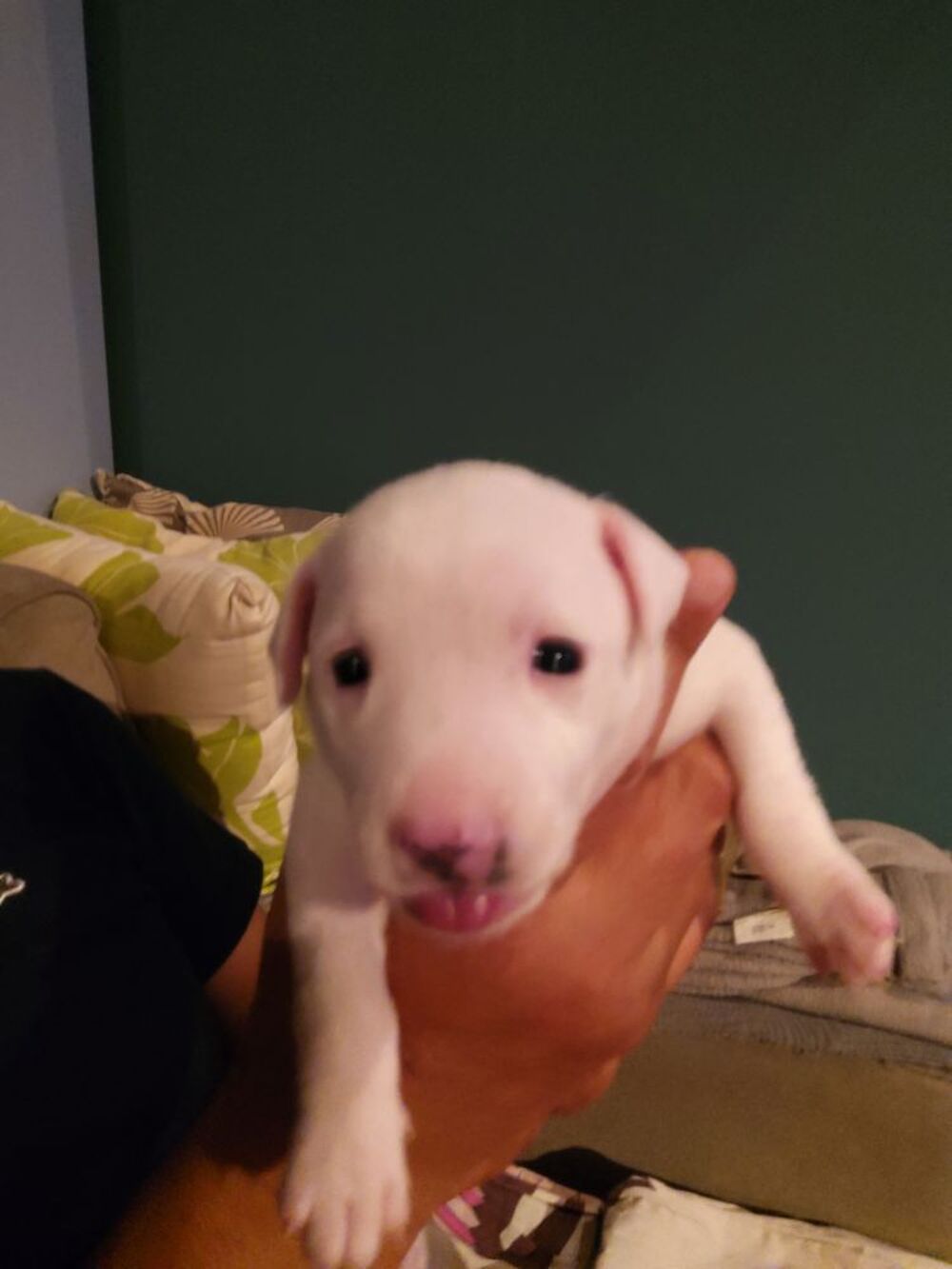   Chiot pinscher nain 