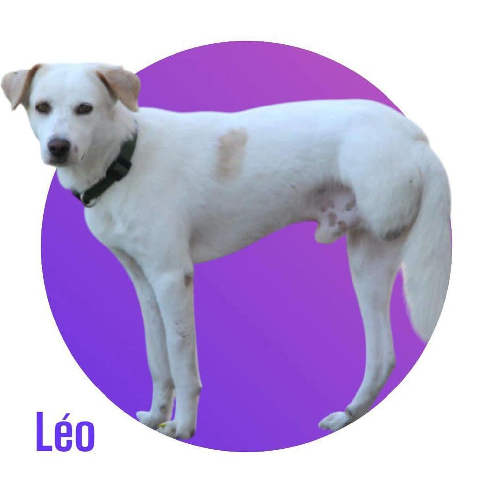   LÉO, x berger tripattes, 3 ans, 17 kg, à l'adoption 