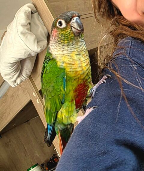 Conure apprivois&eacute; 250 06340 La trinit�