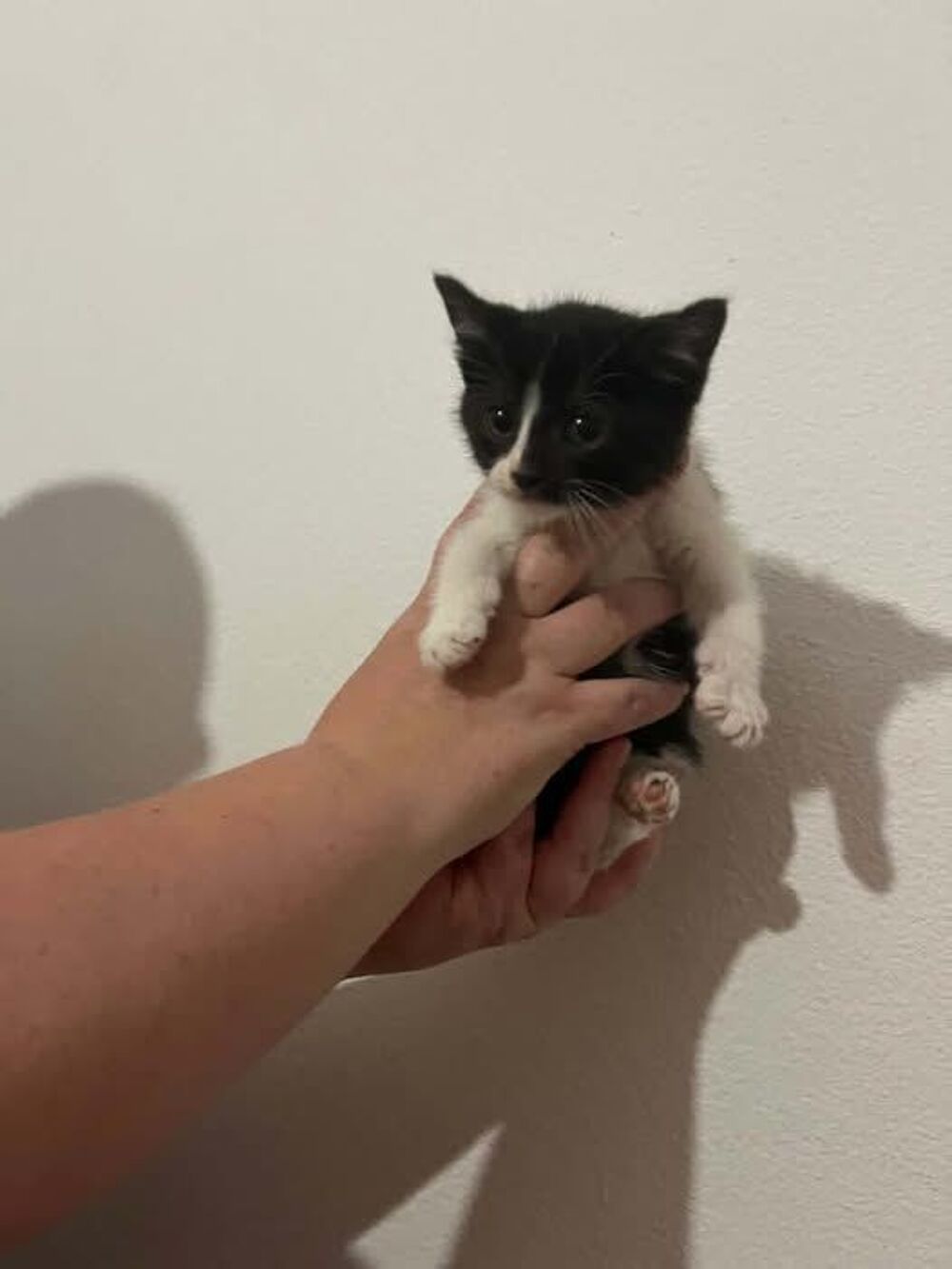   Chat OREO à l adoption 