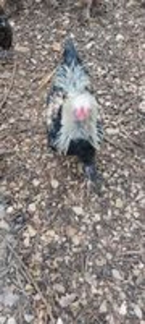   Couple brahma pure race
Poule + coq 
