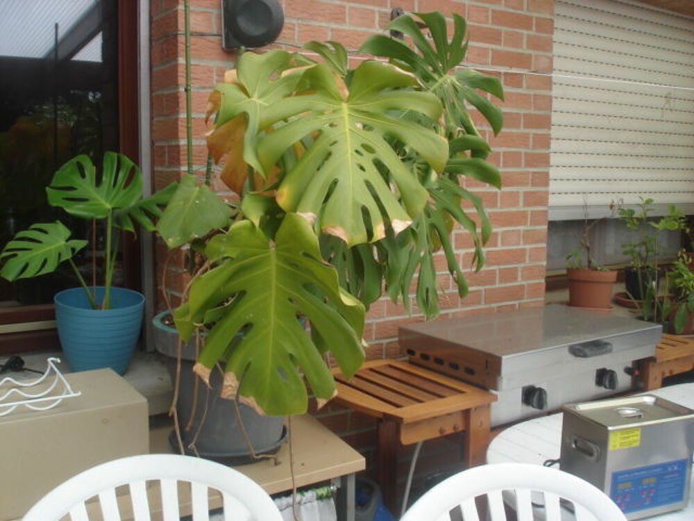 plantes Décoration