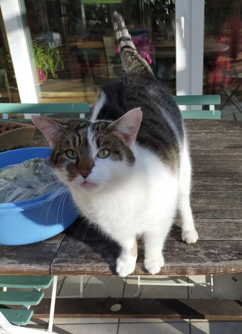 DONNE Gros matou tr&egrave;s affectueux, st&eacute;rilis&eacute;, 4 ans 0 11170 Cenne-monesti�s