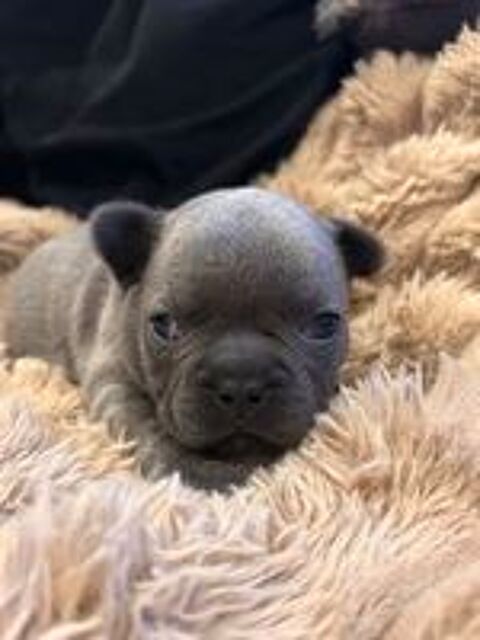   Bouledogue français bleu 
