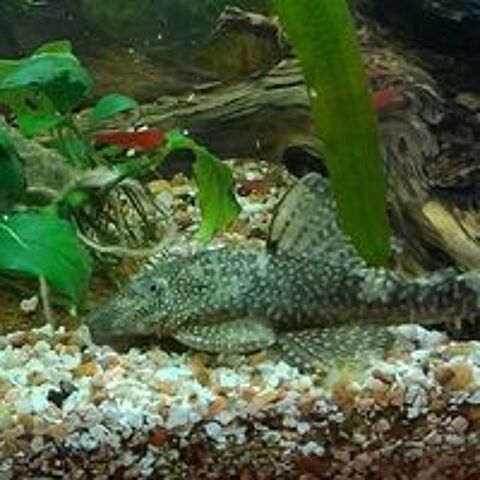   Poisson,  plantes 