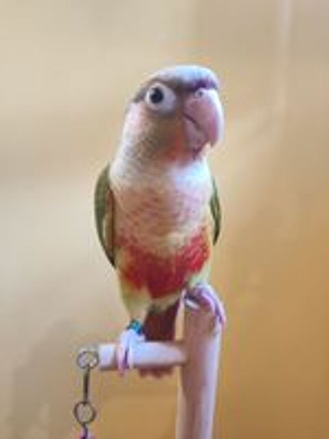  Conure de molina eam en cours de sevrage 