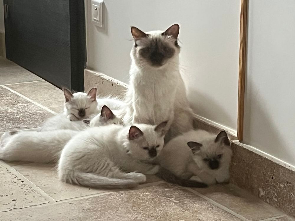  Chatons Sacré de Birmanie  LOOF 