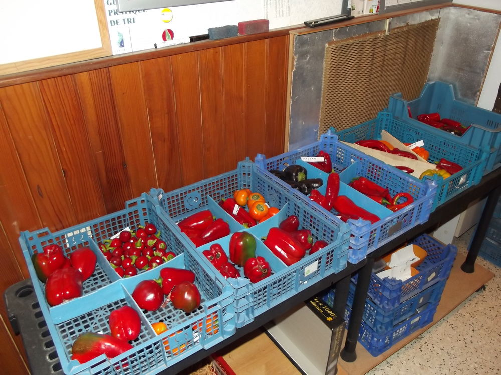 graines tomates anciennes Jardin