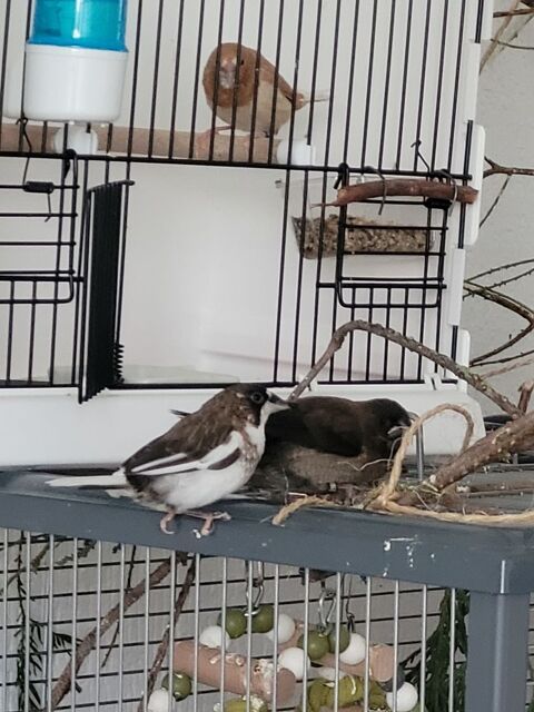 jeun couple des moineaux 30 45000 Orl�ans