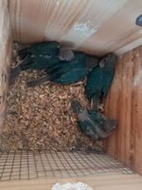   petits perroquets conure molinae 