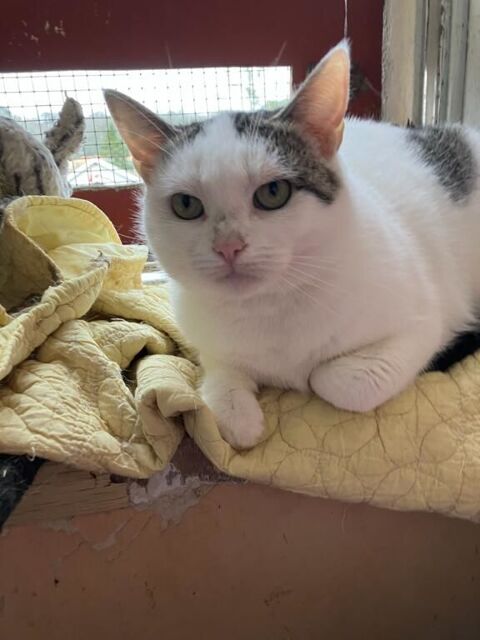 A adopter- pas de vente, uniquement une bonne famille 0 64600 Anglet